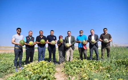 Saraycık Köyünde Kavun ve Karpuz Hasadı