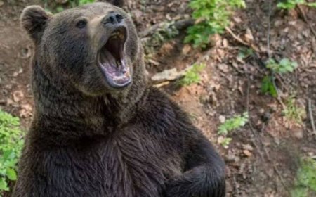 Gümüşhane’de ayı şehir merkezine indi! Vatandaşlar korktu