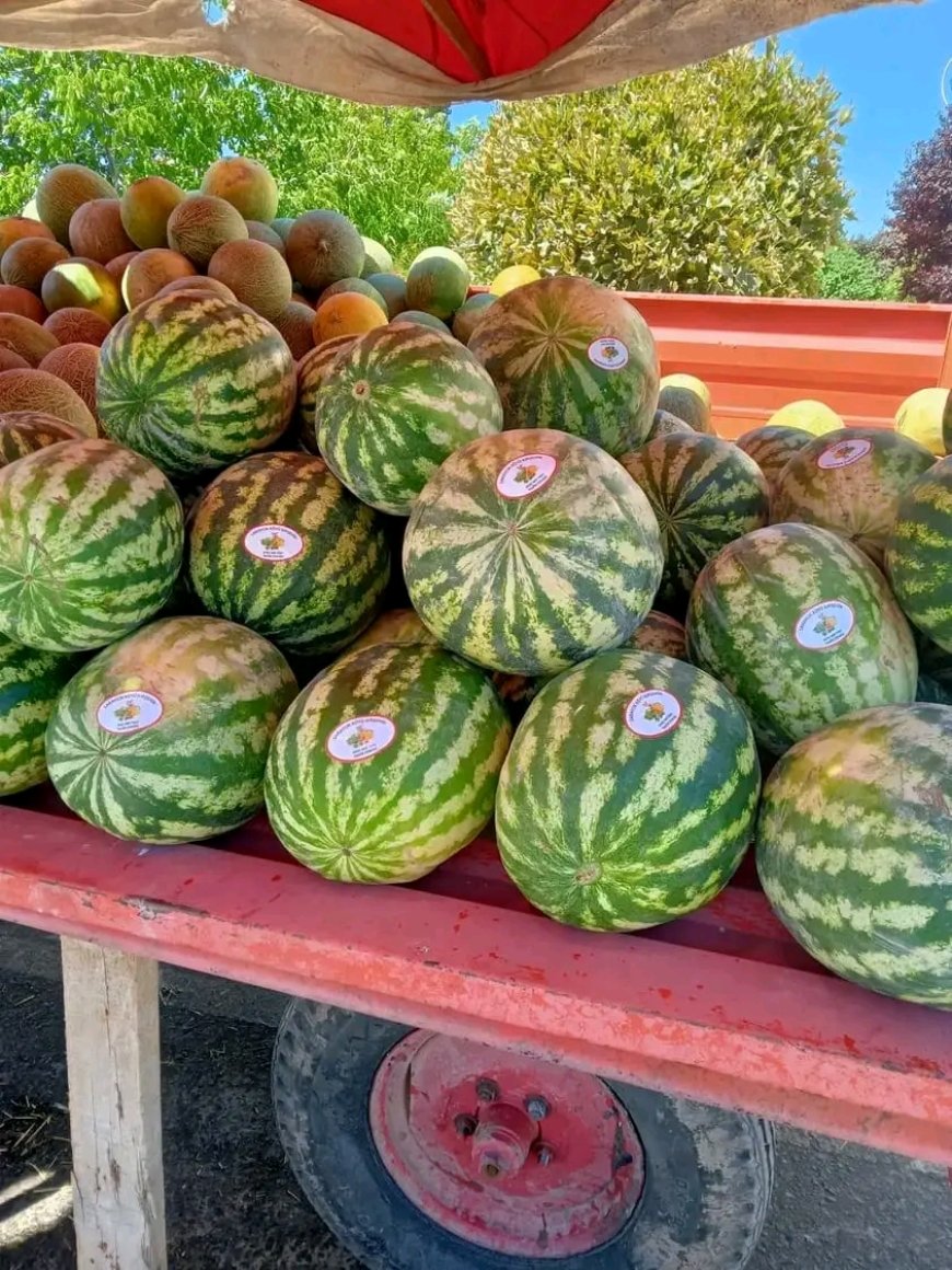 Saraycık Karpuzu Tezgahlardaki Yerini Aldı