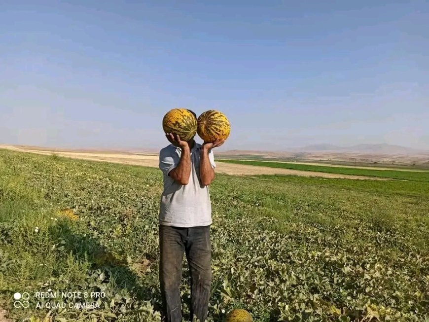 Saraycık Karpuzu Tezgahlardaki Yerini Aldı