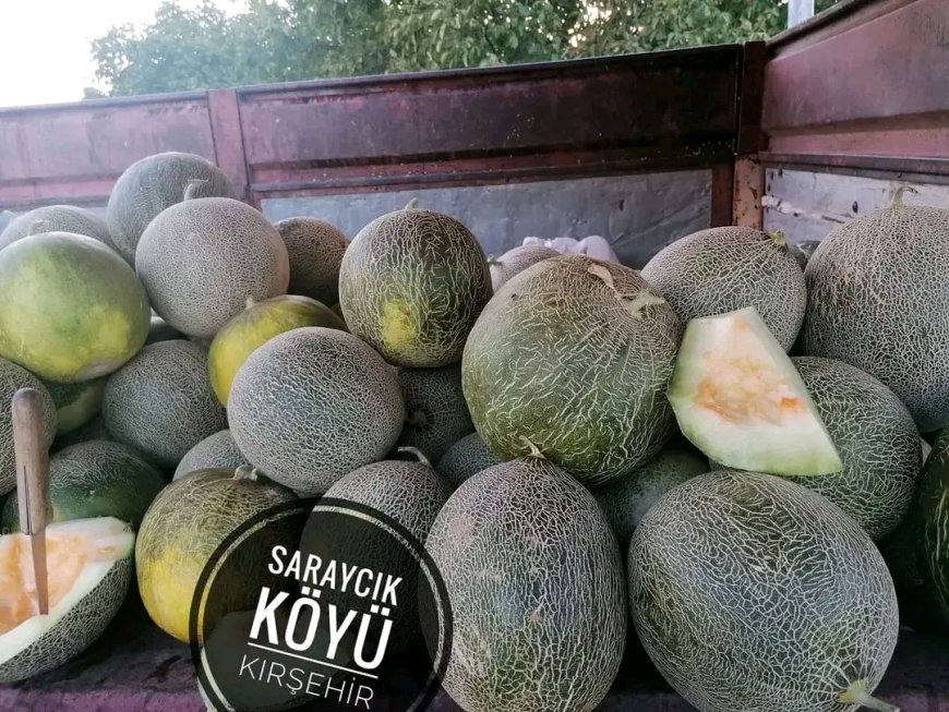 Saraycık Karpuzu Tezgahlardaki Yerini Aldı