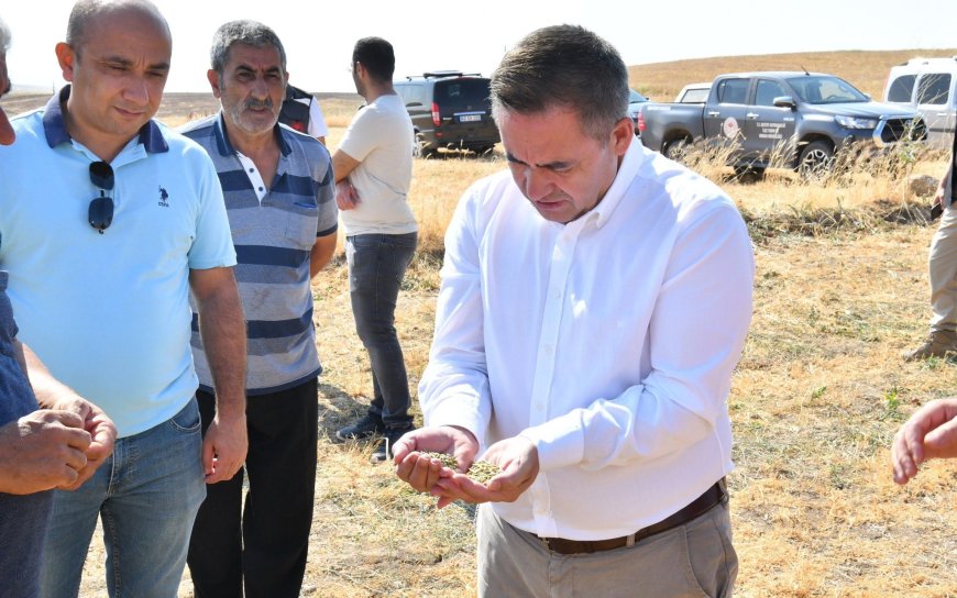 Kırşehir'de Yeşil Mercimek Üretim Alanı Yüzde 70 Artarak 112 Bin Dekara Ulaştı