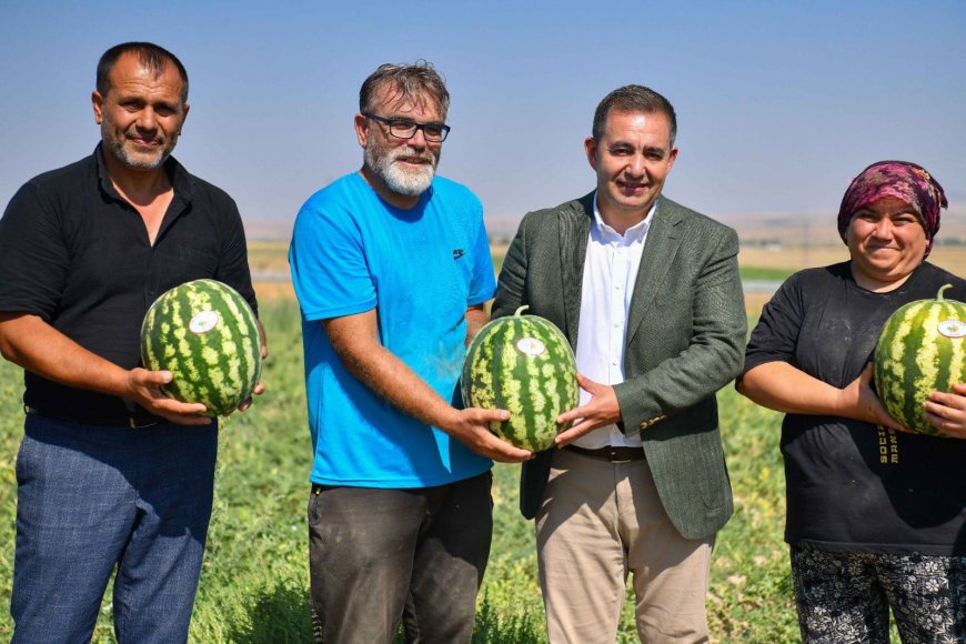 Saraycık Köyünde Kavun ve Karpuz Hasadı