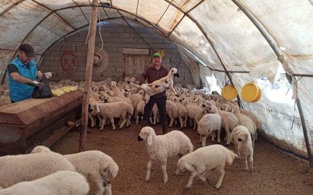 Kırşehir İl Tarım ve Orman Müdürlüğü'nden Önemli Duyuru: Kuzu/Oğlak Desteklemeleri