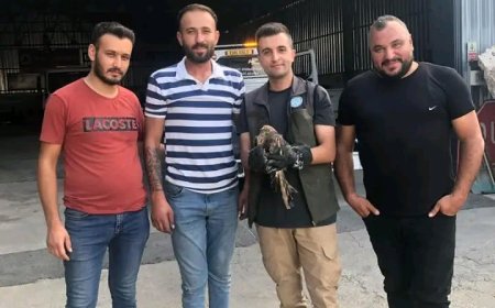 "Yaralı Kızıl Şahin Kurtarıldı: Doğa Koruma Ekibi İhbar Üzerine Harekete Geçti"