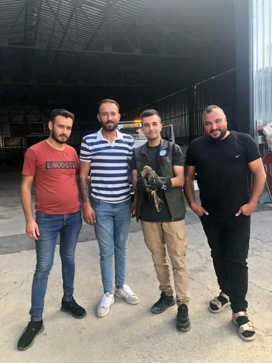 "Yaralı Kızıl Şahin Kurtarıldı: Doğa Koruma Ekibi İhbar Üzerine Harekete Geçti"