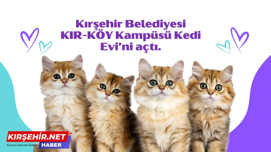Kırşehir Belediyesi'nden Kedilere Özel Sıcak Yuva: KIR-KÖY Kampüsü Kedi Evi Her An Hizmetinizde