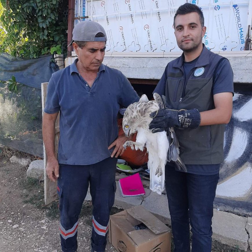 Kırşehir'de Yaralı Yılan Kartalı'nın Tedavi Süreci Başarıyla Devam Ediyor.