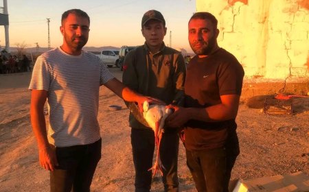 Kırşehir'de Duyarlı Vatandaşlar Yaralı Leyleği Kurtardı, Tedavi Süreci Başlatıldı.