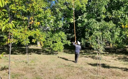 Kırşehir'de Ceviz Ağaçları Çırpılmaya Başladı: Hasat Dönemi Kapıda.