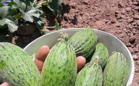 Kışa Hazırlık: Taze Kelekler ile Turşu Yapımının İpuçları