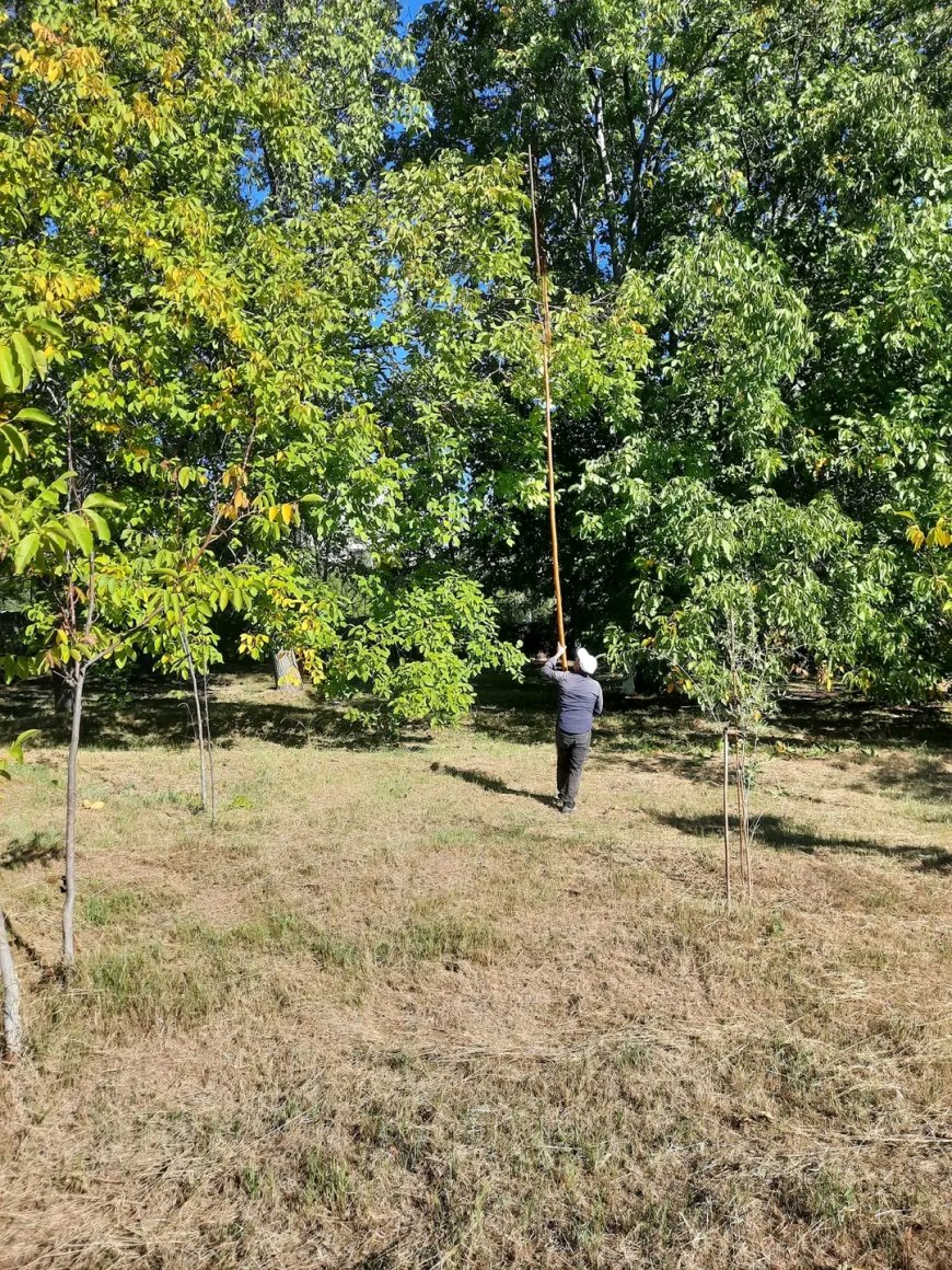 Kırşehir'de Ceviz Ağaçları Çırpılmaya Başladı: Hasat Dönemi Kapıda.