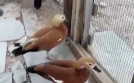 "Kırşehir'de Koruma Altındaki Angut Kuşlarını Besleyen Şahıs Gözaltına Alındı, 5 Kuşa El Konuldu."