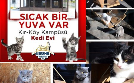 Kırşehir Belediyesi’nden Sokak Hayvanlarına Sıcak Yuva:Tüm Vatandaşlarımızı, Kır-Köy Kampüsü'ndeki Kedi Evi'nde Yeni Can Dostlarımızla Buluşmaya Davet Ediyoruz.