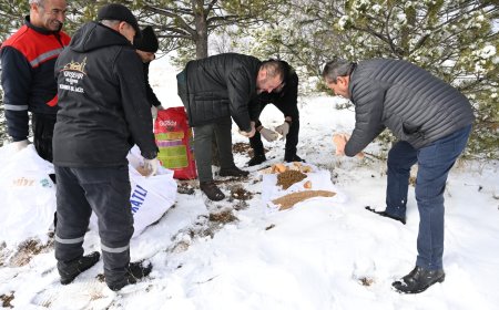 Kırşehir Belediyesi, Yaban Hayvanları İçin Kervansaray Dağı'na Yem Bıraktı.