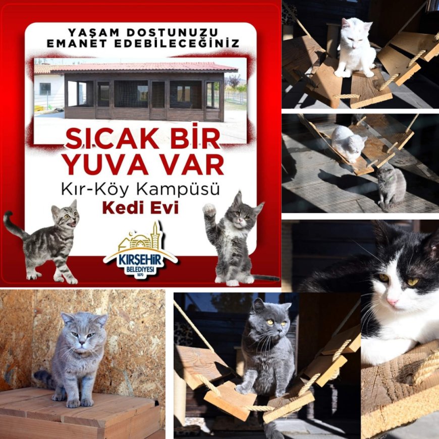 Kırşehir Belediyesi’nden Sokak Hayvanlarına Sıcak Yuva:Tüm Vatandaşlarımızı, Kır-Köy Kampüsü'ndeki Kedi Evi'nde Yeni Can Dostlarımızla Buluşmaya Davet Ediyoruz.