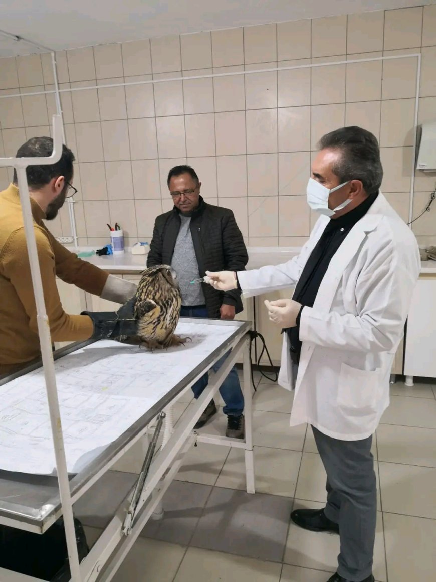 Yaralı Puhu Kuşuna Şefkat Eli: Doğaya Dönüş İçin İlk Adım
