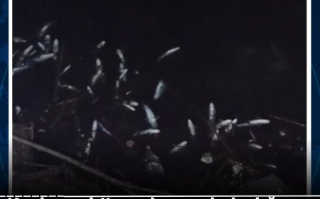 "KIRŞEHİR HABER OLARAK,Hükümete ve Yetkili Mercilere Acil Çağrı'da Bulunuyoruz:Kırşehir'de Altın Madeni Aramaları Kızılırmak'ta Balık Ölümlerine ve Çevre Felaketine Neden Oldu."Bu Felafete Dur Deyin.